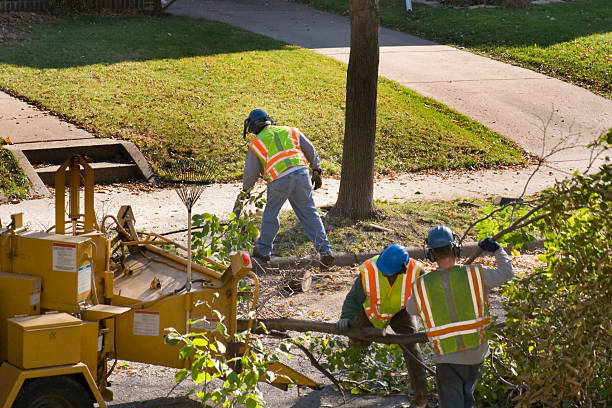 Best Fruit Tree Pruning  in Whidbey Island Station, WA