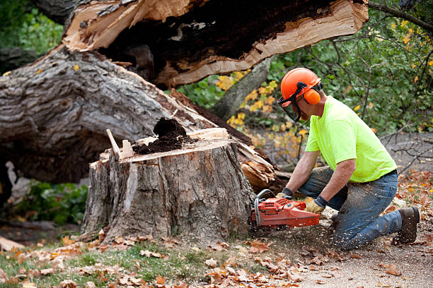 Best Lawn Renovation and Restoration  in Whidbey Island Station, WA