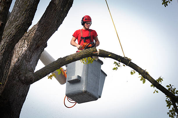 How Our Tree Care Process Works  in  Whidbey Island Station, WA