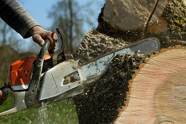 Best Tree Cabling and Bracing  in Whidbey Island Station, WA